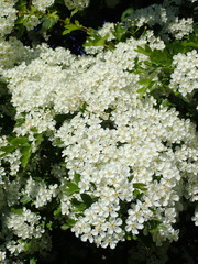 Crataegus