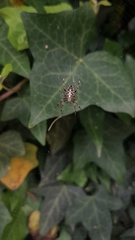 Araneus diadematus