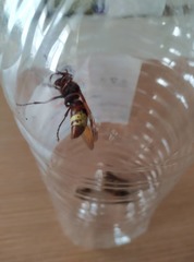 Vespa orientalis