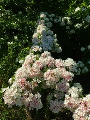 Crataegus