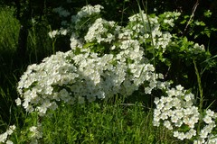 Crataegus