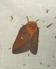 Anisota pellucida