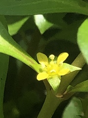 Ludwigia repens
