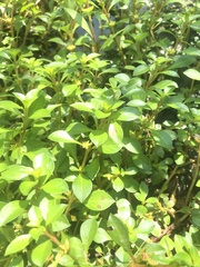Ludwigia repens