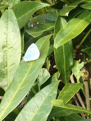Celastrina argiolus