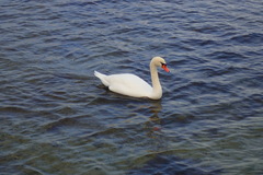 Cygnus olor
