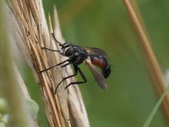 Cylindromyia
