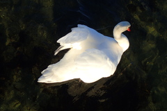 Cygnus olor
