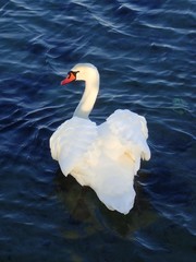 Cygnus olor