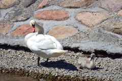 Cygnus olor