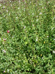 Salvia microphylla