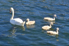 Cygnus olor