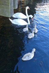 Cygnus olor