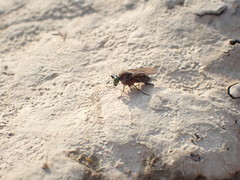 Poecilobothrus nobilitatus