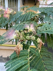 Albizia julibrissin