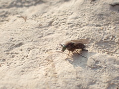 Poecilobothrus nobilitatus