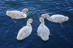 Cygnus olor