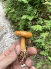 Lactarius porniniae