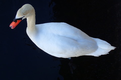 Cygnus olor