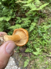 Lactarius porniniae