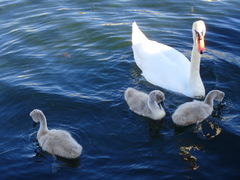 Cygnus olor