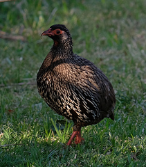 Pternistis afer castaneiventer