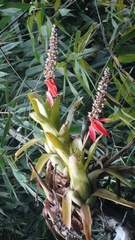 Aechmea mertensii