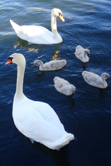 Cygnus olor