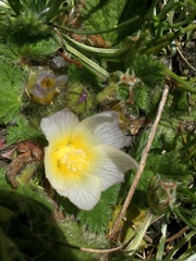 Acaulimalva engleriana