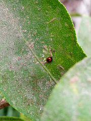 Pentilia chelsea