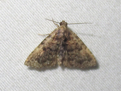 Metalectra miserulata
