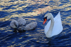 Cygnus olor