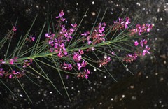 Indigofera filifolia