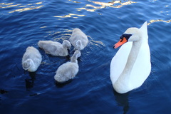Cygnus olor