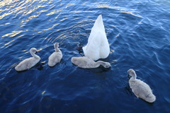 Cygnus olor