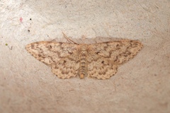 Idaea alyssumata