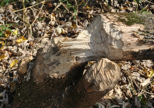 American Beaver photographed in Wisconsin