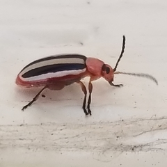 Disonycha leptolineata