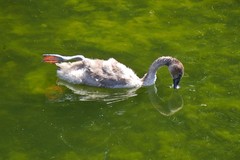 Cygnus olor