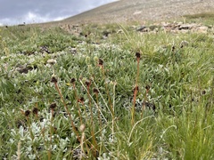 Luzula orestera