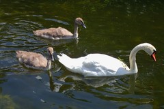 Cygnus olor