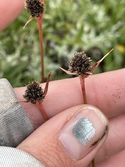 Luzula orestera
