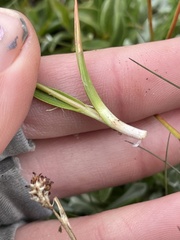 Luzula orestera