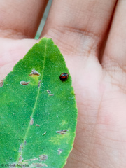 Pentilia chelsea