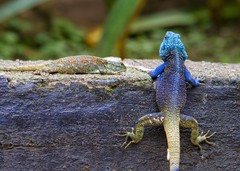 Acanthocercus ugandaensis