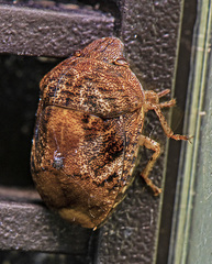 Stethaulax marmorata