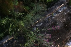 Indigofera filifolia