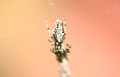Cyclosa