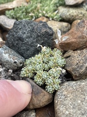 Draba oligosperma