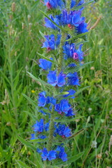 Echium vulgare